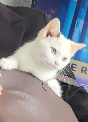 Fluffy white female kitten