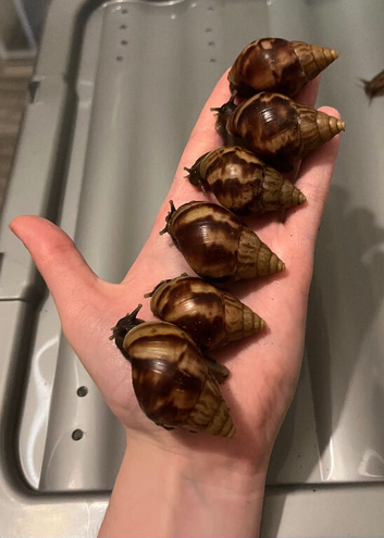 10 African land snails (Lissachatina fulica)