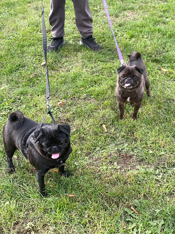Mother & daughter pugs