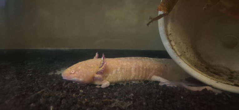 3x axolotl 2x golden 1 black