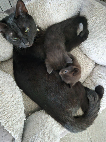 2 Black kittens