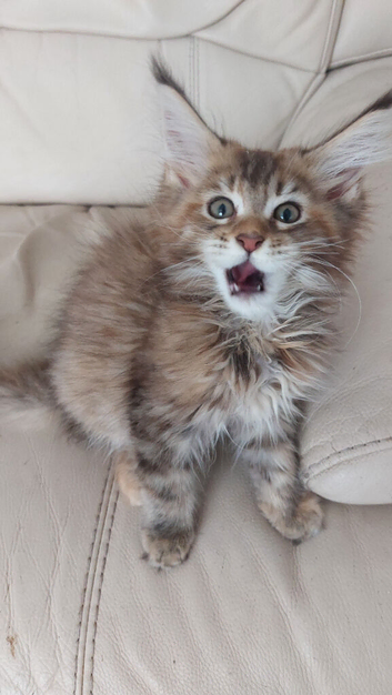 Mainecoon kittens for sale