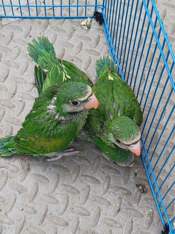 Moushtache Parakeets