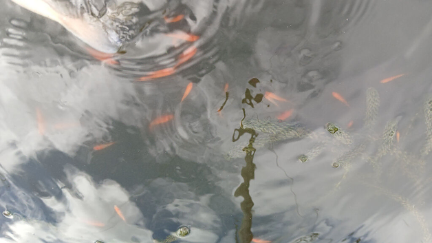 Juvenile pond-bred goldfish