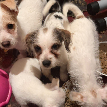 Jack Russel Terrier Pups