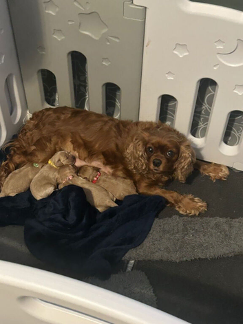 Gorgeous Cockapoo Puppies Looking For Loving Forever Homes