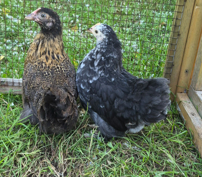 2, 9 week old pekin bantam pullets