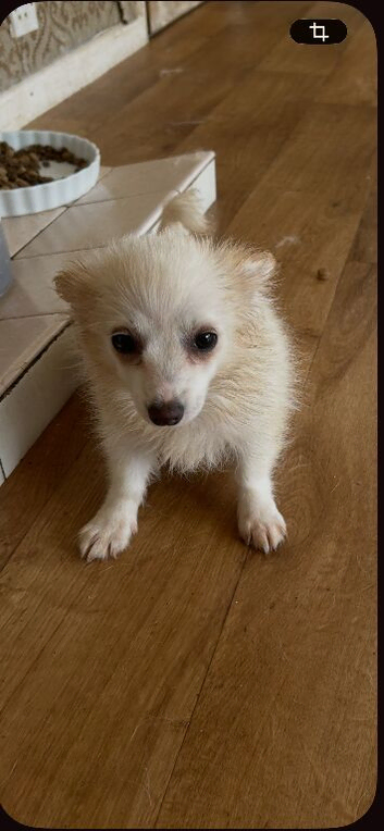 1 pomchi white puppy  boy