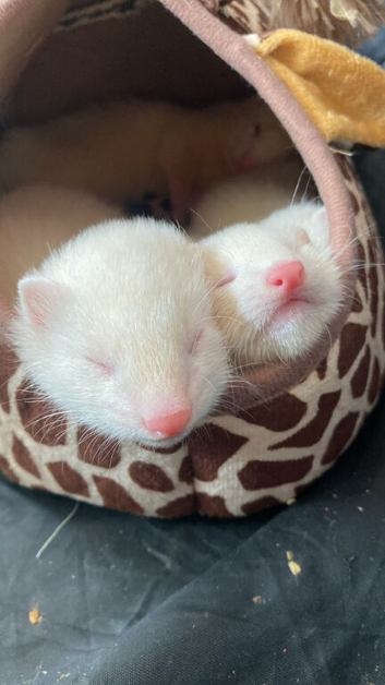 Albino boy kit