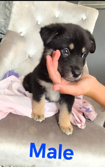 Siberian husky puppies