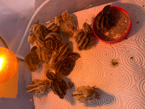 1 week old quail