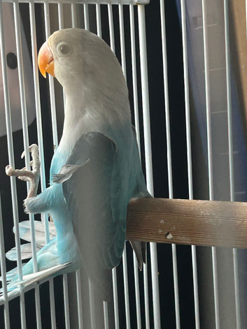 Pet lovebirds for sale