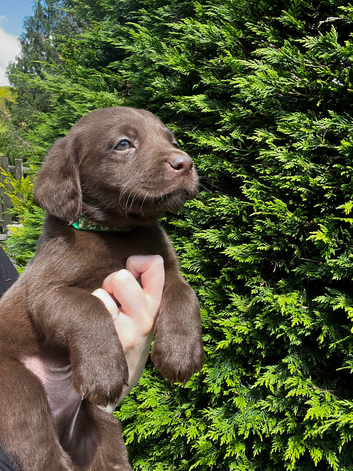 KC reg chocolate Labrador retrievers FTCH lines
