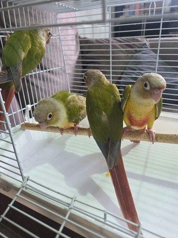Pineapple conure