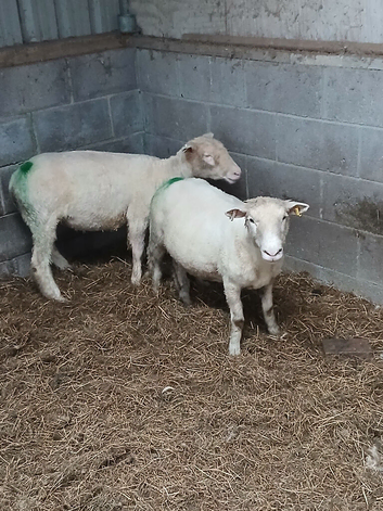Polled dorset