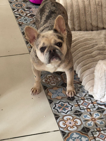 Blue merl French bulldog girl