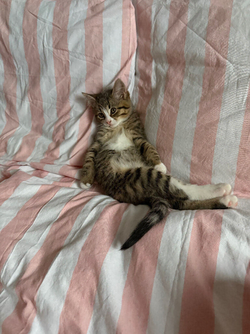 Tabby Kitten Female