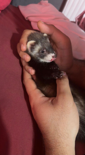Adorable 9-Week-Old Ferret Kits (Male & Female Pair / Available)