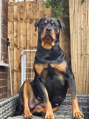 Rottweiler puppies