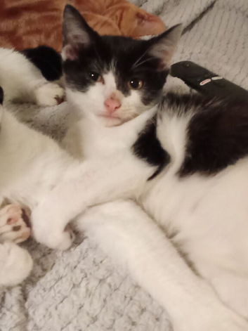 4 cute kittens