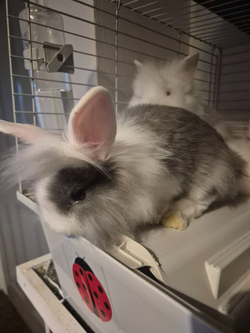 9 wks old lionhead bunnies