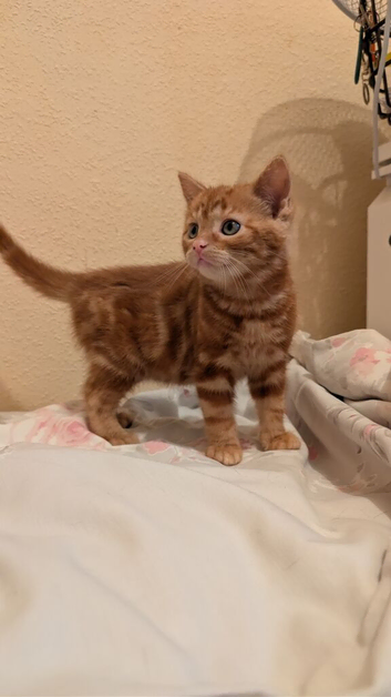 Female ginger kitten