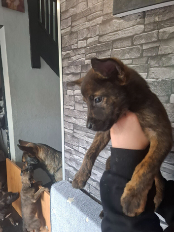 Puppies