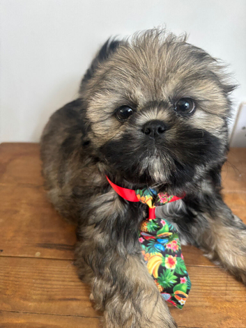 Imperial shish tzu ready now