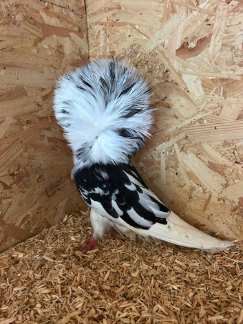 Pigeons looking for a new home