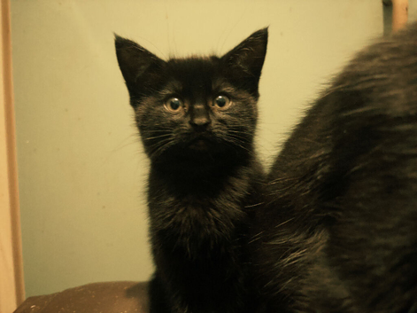 Black Tabby Kitten, Girl