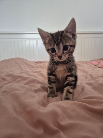 Tabby Girl Kitten