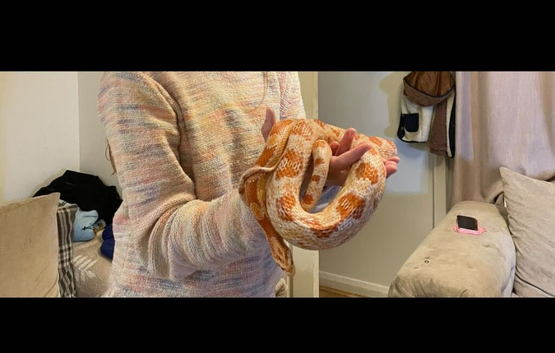 Corn snake and vivarium