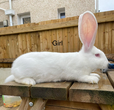 Pure bred continental giants READY TO LEAVE