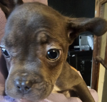 frenchie/ sharpi