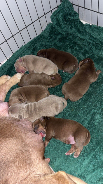 Micro bullys