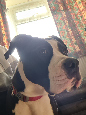 8months old female