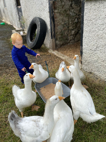 Friendly Home-Reared Geese - Used to Children