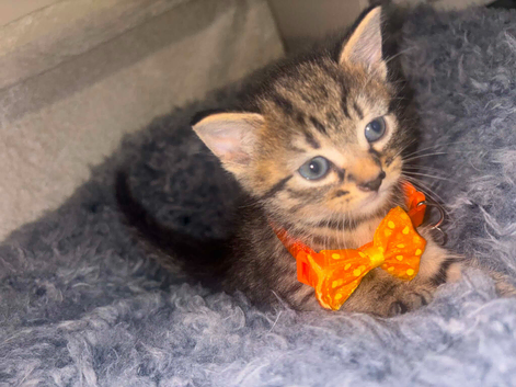 Beautiful Boy Kitten