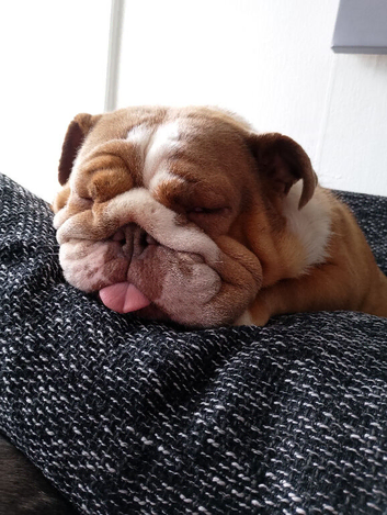Female English Bulldog