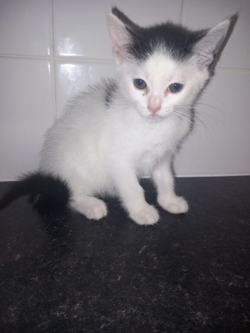 8 week old FEMALE kittens
