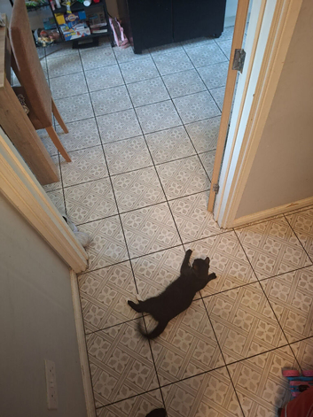 5 month old kitten