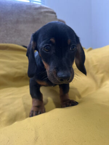 Miniature KC Registered Daschund Puppies