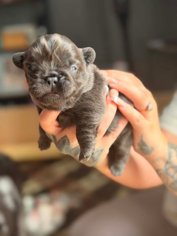 Fluffy French bulldog