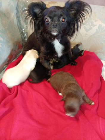 Chihuahua puppies
