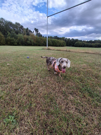 Female dachshund