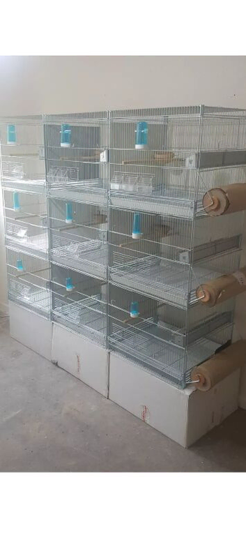 Trio Canary and Finches braiding cage new