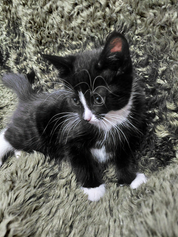 Cute Black and white kittens tuxedo 8 weeks old