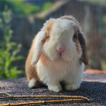 Vaccinated Mini Lop