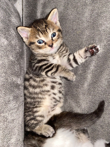 Two male kittens
