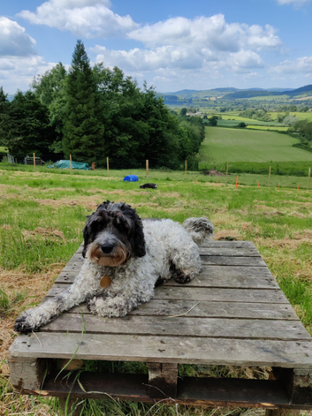 Dogs At Home
